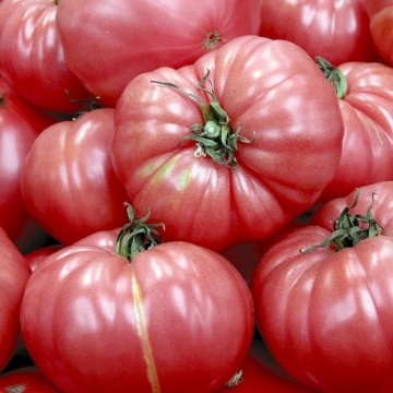 Pink World F1 (10 seminte) tomate roz tip Inima de Bou incretita, semitardive nedeterminate, Seklos