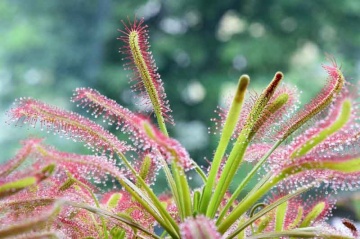 Planta Carnivora - African Sundew (10 seminte) Drosera capensis, ideala pentru atragerea mustelor de fructe, Saflax - Img 2