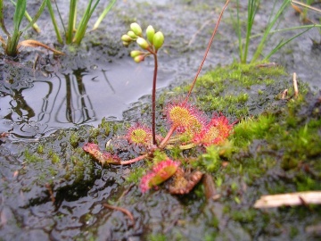 Planta Carnivora - Round-leaved Sundew (10 seminte) Drosera rotundifolia, frunze rotunjite cu tentacule si picaturi parfumate, Saflax - Img 6