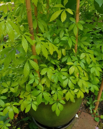 Planta Nemuririi (30 seminte) Jiaogulan Five Leaf Ginseng - Gynostemma pentaphyllum, planta medicinala cu efect calmant, Saflax - Img 3