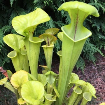 Plante Carnivore mix - Pitcher Plant (10 seminte) Sarracenia flava / S. purpurea, forma de ulcior, culori galben verzui si rosie, Saflax - Img 5
