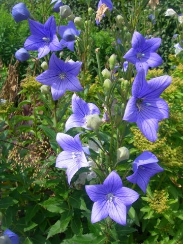 Platycodon grandiflorus (0.2 gr) seminte Floare Balon albastra-violet, flori stelate, Toraf - Img 2