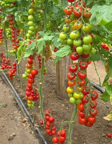PO9479 F1 (100 seminte) rosii cherry timpurii nedeterminate, pentru sera, solar, La Semiorto Sementi