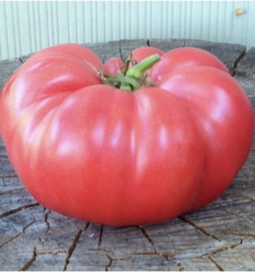 Ponderosa (1000 seminte) tomate roz tip beef, fructe mari zemoase, Profit Seeds - Img 1