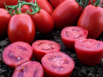 Pumatis F1 (15 seminte) tomate ovale, ferme, dulci, hibrid determinat timpuriu, Sekluva - Img 2