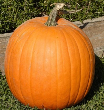 Quintale Seme Giallo BIO (2 gr) seminte dovleac portocaliu BIO, dulce, perfect pentru Halloween, Seklos