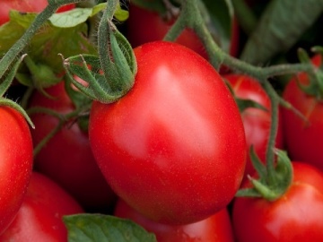 Ramino (10 seminte) tomate semitimpurii determinate, tip cherry alungite, pentru balcoane si terase, Sekluva - Img 3