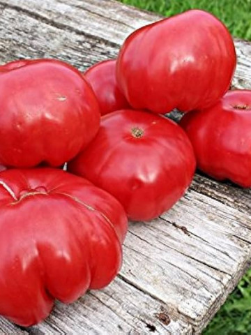 Raspberry Warszawski (Malinowy de Varsovia) 150 seminte de tomate rotunde usor turtite, carnoase, PlantiCo - Img 2