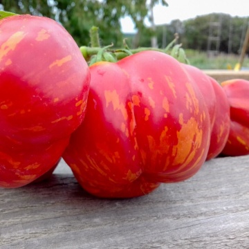 Red Cavern BIO (30 seminte) tomate striate rosu cu galben, carnoase, aromate, ReinSaat