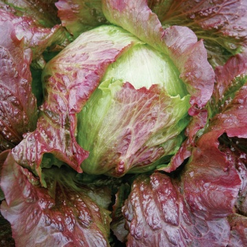 Red Iceberg (700 seminte) salata tip Iceberg, frunze roscat-verzui, Seklos