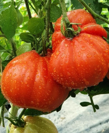 Red Pear (150 seminte) tomate in forma de para soi italian traditional tip Beef, SSB - Img 2