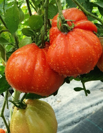 Red Pear (500 seminte) tomate in forma de para soi italian, crestere nedeterminata tip Beef, Vitesse - Img 5