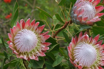 Regele Protea (5 seminte) Giant King Protea - Protea cynaroides, flori extrem de mari, exotice, Saflax - Img 3