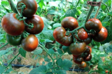 Revilla BIO (10 seminte) tomate maronii foarte ferme, gust foarte aromat, ReinSaat - Img 4