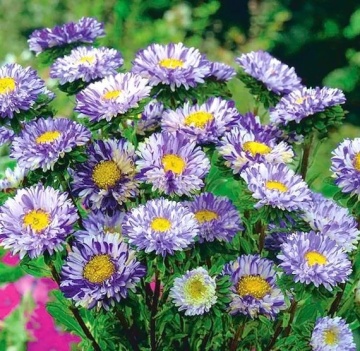 Ribbon Blue (0,5 gr) seminte Crizantema Aster pitica, flori albastre-violet cu alb, Toraf - Img 2