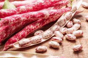 Rocco (250 gr) seminte fasole pitica timpurie pentru boabe, pastai si boabe bej cu bordo, Kertimag - Img 2
