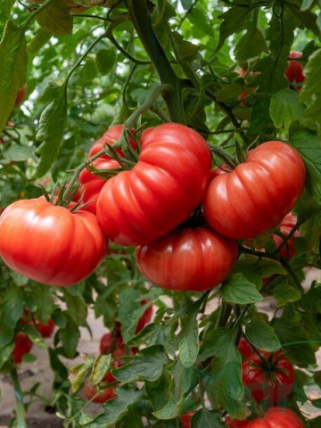Rosamei F1 (250 seminte) tomate roz nedeterminate, marime medie, internoduri scurte si fructe striate, 220-240 gr, Fito Semillas - Img 1