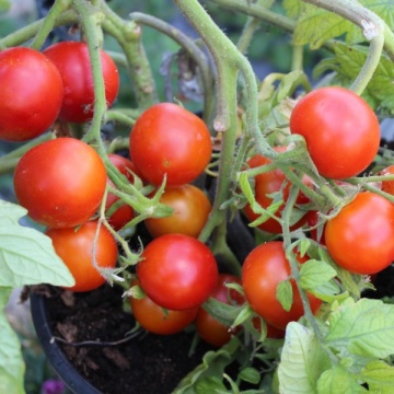 Rosii Balkonzauber (60 seminte) tomate curgatoare pentru balcon, Agrosem - Img 3