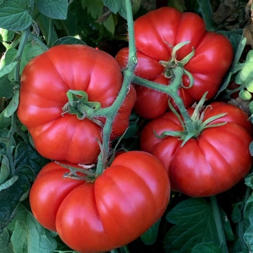 Rosii Bio Marmande (60 seminte) tomate eco determinate, mari, carnoase, Seklos