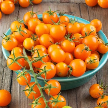 Rosii Cherry Portocalii (90 seminte) rosii cherry nedeterminate, productive, Florian