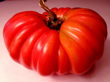 Rosii Costoluto Fiorentino (0.2 gr), seminte tomate crete soi foarte productiv, Florian Bulgaria - Img 2