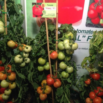 Rosii Final F1 (50 seminte) tomate semideterminate, productivitate mare, Florian - Img 8