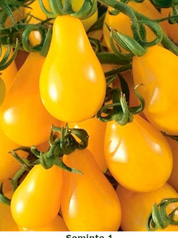 Rosii Perun (150 seminte) de rosii galbene tip cherry prunisoara, Kertimag - Img 1