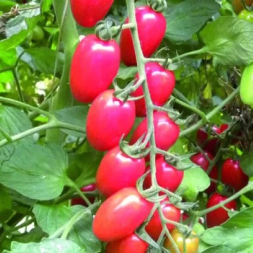 Rossetto F1 (100 seminte) tomate cherry nedeterminate timpurii, forma de capsuni, Profit Seeds