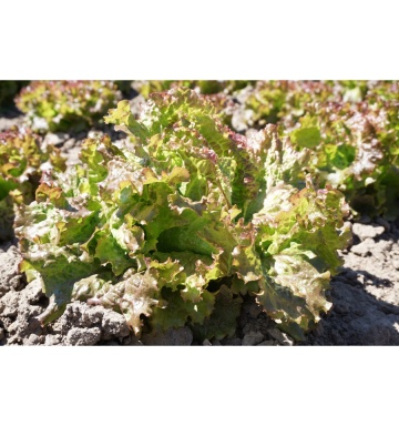 Rouge Grenobloise (700 seminte) salata tip Batavia, frunze verzi-maronii, Seklos - Img 2