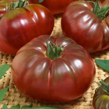 Russian Black (60 seminte) seminte tomate negre cu pulpa groasa, gust placut, Agrosem