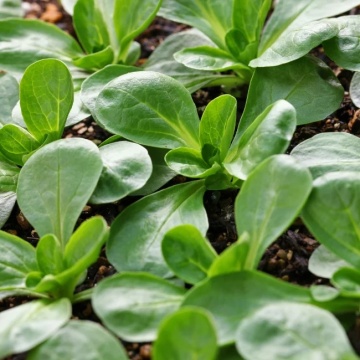 Salata Mielului-Fetica BIO BIO (600 seminte) Salata Mielului-Fetica BIO, frunze suculente, aromate, Seklos - Img 2