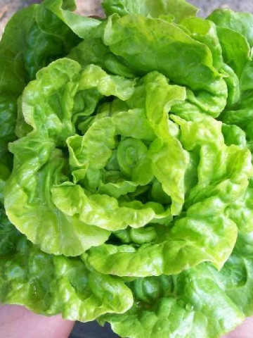 Salata White Boston (2000 seminte) salata soi productiv, frunze netede, Agrosem - Img 1