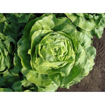 Santoro (5000 seminte) salata de capatana NS de culoare verde stralucitor ce cantareste 500-700 grame ce se preteaza excelent pentru culturile de vara si nu emite tija florala, Rijk Zwaan