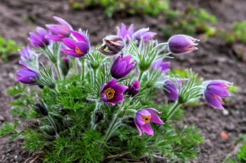 Sasanka Ogrodowa Fioletowa - Floarea Pastelui (0.2 gr) seminte Anemona cu flori clopotei stelati violet, Toraf - Img 2