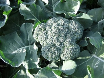 Sebastian (60 seminte) broccoli inflorescente dense, verde inchis, Seklos - Img 2