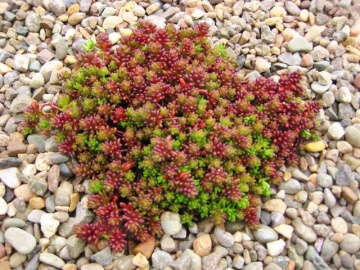 Sedum album Coral Carpet (ghiveci 1 L), planta suculenta vesnic verde, frunze culori schimbatoare, verde, rosu, coral, iarba grasa - Img 2
