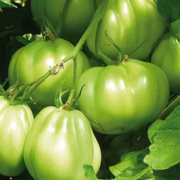 Seneca F1 (250 seminte) rosii tip Liguria, nedeterminate timpurii, Profit Seeds