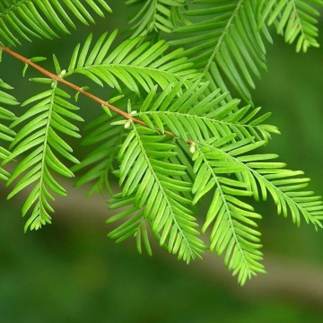 Sequoia Zorilor (60 seminte) Dawn Redwood - Metasequoia glyptostroboides, arbore pe cale de disparitie, preistoric, Saflax - Img 3