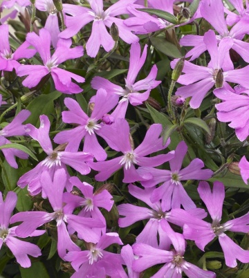 Silky Pink (20 seminte) flori perene pitice roz, Silene keiskei cu inflorire abundenta, Seklos - Img 3
