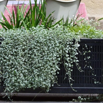 Silver Falls (6 seminte) Dichondra curgatoare, frunze decorative, argintii, Seklos - Img 2