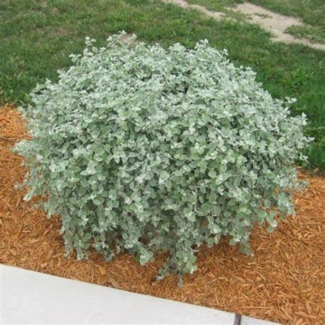 Silver Mist (6 seminte) Helichrysum frunze ornamentale verzi-argintii, Seklos - Img 4