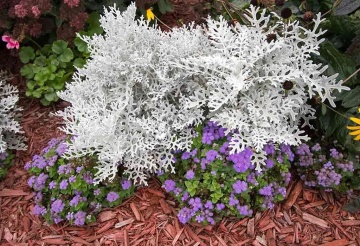 Silverdust (350 seminte) Cineraria frunze decorative alb-cenusii, Seklos - Img 5