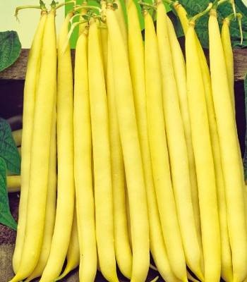 Sonesta (100 gr) seminte de fasole pitica galbena rotunda, soi timpuriu, 4 Agro