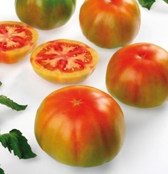 Spartaco F1 (10 seminte) tomate semi-timpurii, rotunde usor costate, Sekluva - Img 2
