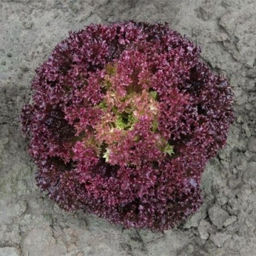 Spectation (5000 seminte) salata ce prezinta capatani mari bine structurate alcatuite din frunze crete culoare rosu inchis, Bejo