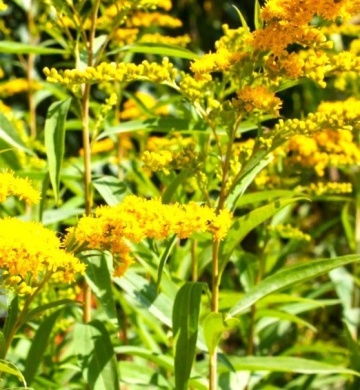Splinuta (100 seminte) Goldenrod - Solidago virgaurea, planta medicinala pentru sistemul digestiv, urinar, hepato-biliar, Saflax - Img 4