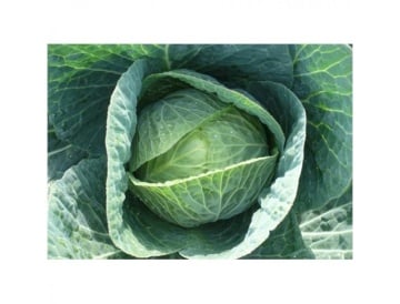 Stanton F1 (2500 seminte) varza ce produce capatani rotunde culoare verde inchis compacte cu o structura medie deasa, Bejo