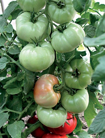 Stara Mechta F1 - Dorinta Veche (250 seminte) tomate semitimpurii crestere nedeterminata, carnoase, gustoase, Florian - Img 4
