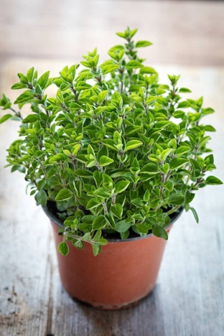 Sweet Marjoram BIO (3600 seminte) maghiran BIO aromat si decorativ, Seklos - Img 2