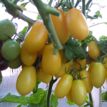 Taiko (40 seminte) tomate galbene ovale, gustoase, soi nedeterminat productiv, Seklos - Img 2